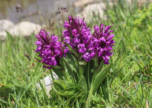 Dactylorhiza salina